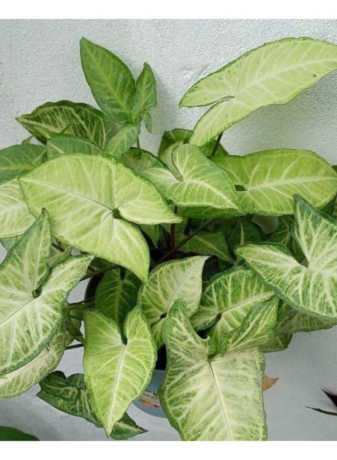 نبات سينجونيوم بودوفيلوم، نبات داخلي مورق، أوراق خضراء منقطة، نبات زينة للمنزل - Image 4